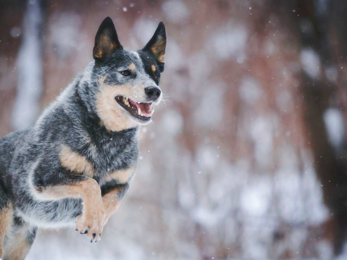 &laquo;&nbsp;Il fait frette en chien!&nbsp;&raquo; ou comment survivre à l&rsquo;hiver avec notre chien?