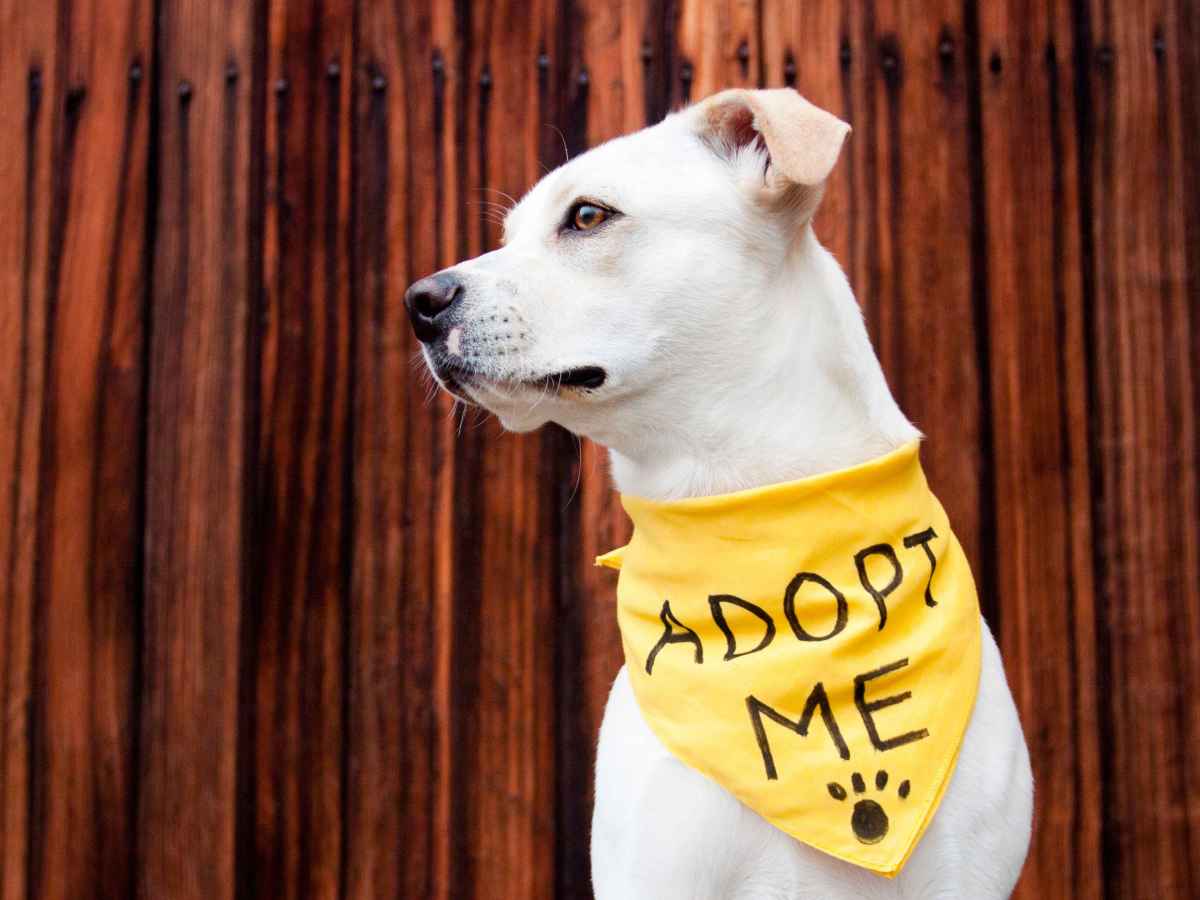 Adopter un chien : Qu&rsquo;est-ce que ça implique?